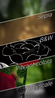 3D Rose Live Wallpaper Lite