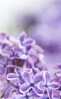 Lilac Flowers Live Wallpaper