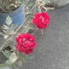 Deposhree Ganguly