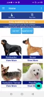pet & dog - Buy and sell