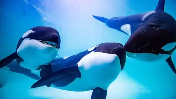 The Killer Whale