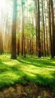 Forest Live Wallpaper