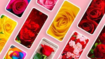 Rose Wallpapers 4K