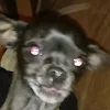 Daisy the Dog