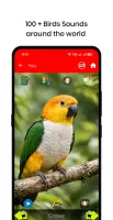 100 Bird sounds