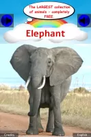 100 Animal sounds & pictures