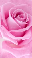 Pink Roses Live Wallpaper