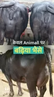 गाय भैंस खरीदें बेचें Animall