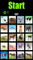 Animal sounds