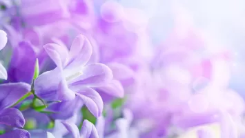 Lilac Flowers Live Wallpaper