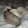 Lunny Kah