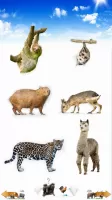 Animal Sounds
