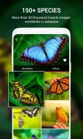 Insect identifier by Photo Cam