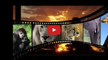 Real Animal Sounds