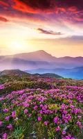 Mountain Flower Live Wallpaper