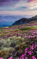 Mountain Flower Live Wallpaper