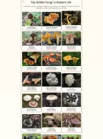 Shroomify