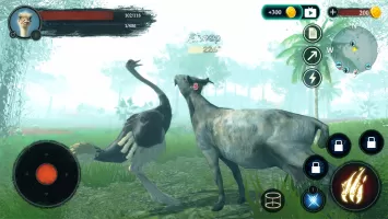 The Ostrich