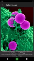 Bacteria: Types, Infections