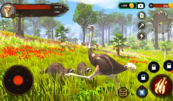 The Ostrich