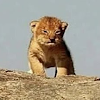 Kitty Cat