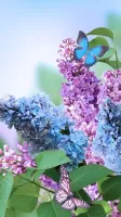 Spring Flowers Live Wallpaper