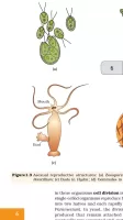 Class 12 Biology NCERT Book