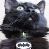 bat cat