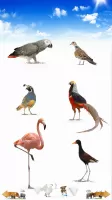 Animal Sounds
