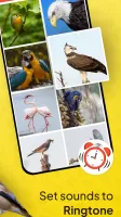 Animal Ringtone - Birds Sound