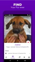 Petfinder