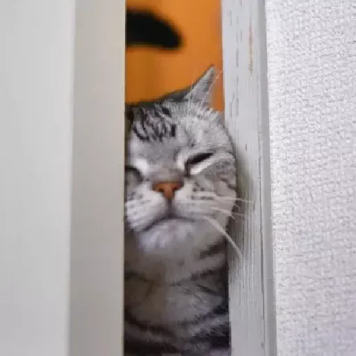 Animated Sticker Maker for WA