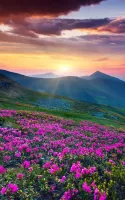 Mountain Flower Live Wallpaper