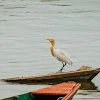 Uddhab K Shrestha