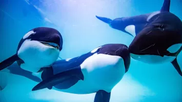 The Killer Whale