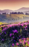 Mountain Flower Live Wallpaper