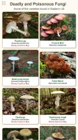 Shroomify