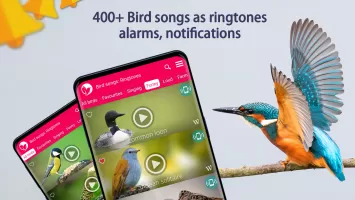 Bird Songs: Ringtones