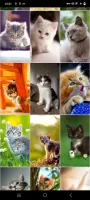 Kitten Wallpapers