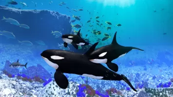 The Killer Whale