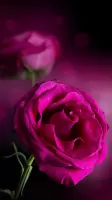 Pink Roses Live Wallpaper