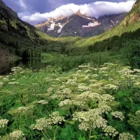Nature Jigsaw Puzzles