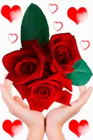 Rosas con frases para dedicar