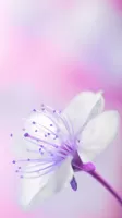 Spring Flowers Live Wallpaper