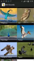 Bird Sounds