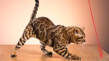 Laser for cat. Cat games. Joke