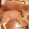 Summer Cat