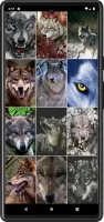 Wolf Wallpapers