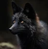 Black Fox