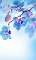 Spring Flowers Live Wallpaper